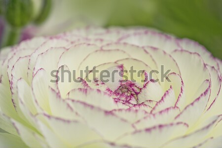 Zachte pastel bloem gekleurd steeg Stockfoto © nailiaschwarz
