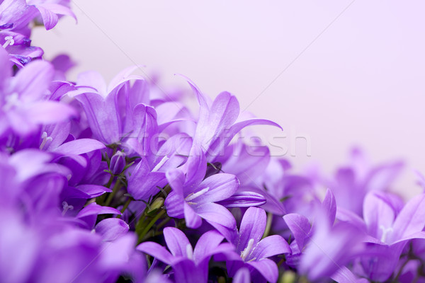 Violet Bellflowers Stock photo © nailiaschwarz