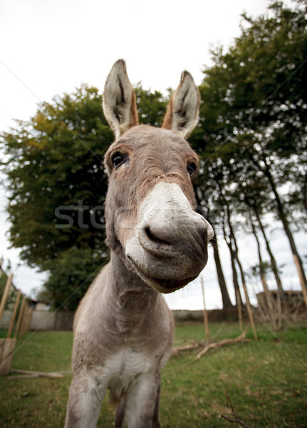 Wenig grau Esel funny Gesicht grünen Stock foto © nailiaschwarz