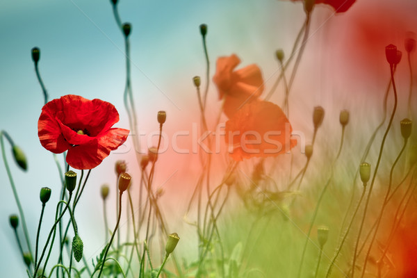 Poppy Meadow Stock photo © nailiaschwarz