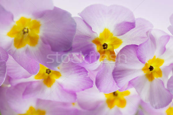 Primula Flowers Stock photo © nailiaschwarz
