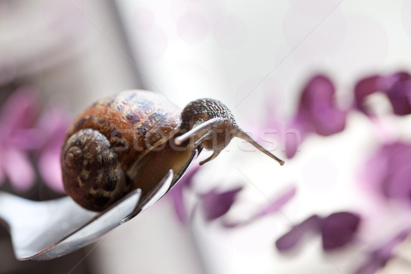 Snail - Cornu aspersum Stock photo © nailiaschwarz