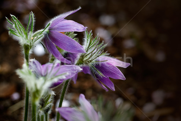 Beautiful purple flower Stock photo © nailiaschwarz