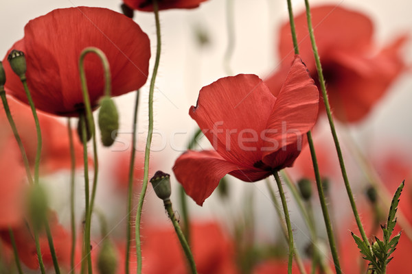 Corn Poppy Flowers Stock photo © nailiaschwarz