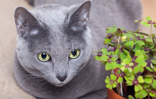 Cat and Four leaved Clover Stock photo © nailiaschwarz