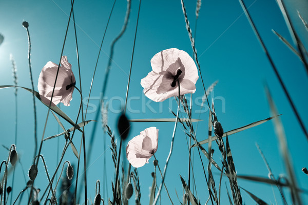 Corn Poppy Flowers Papaver rhoeas Stock photo © nailiaschwarz