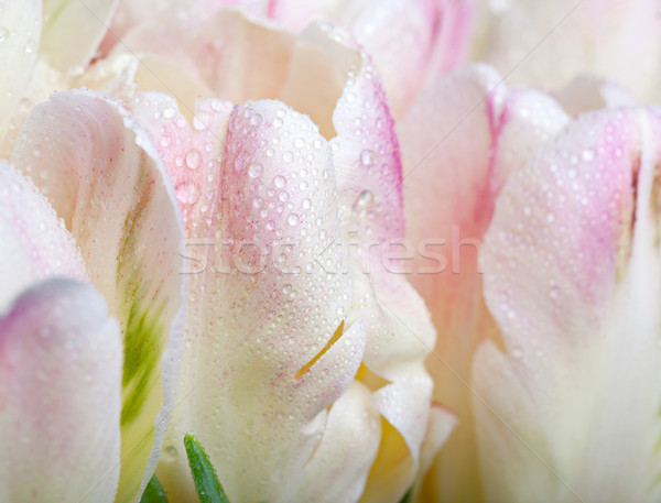Tulipanes gotas de agua ramo pastel regalo Foto stock © nailiaschwarz