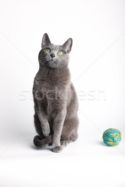 Grey cat contemplating a ball of wool Stock photo © nailiaschwarz
