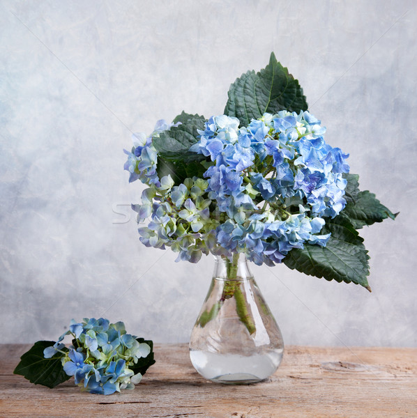 Hortensia Flowers Stock photo © nailiaschwarz