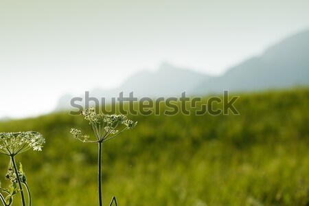 Alpine Meadow Stock photo © nailiaschwarz