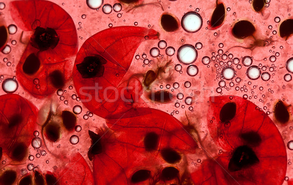 Rosso ribes succo frutti di bosco aria bolle Foto d'archivio © nailiaschwarz