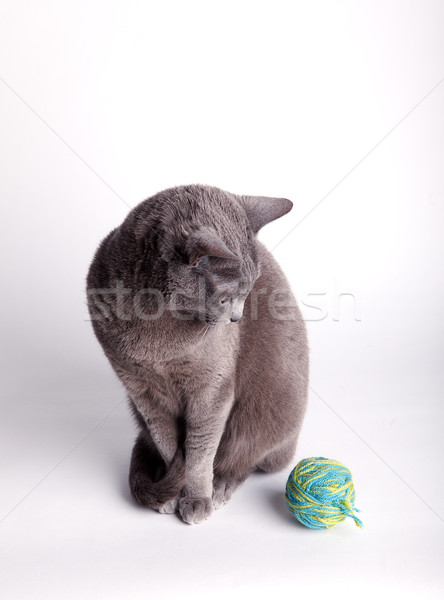 Grey cat contemplating a ball of wool Stock photo © nailiaschwarz
