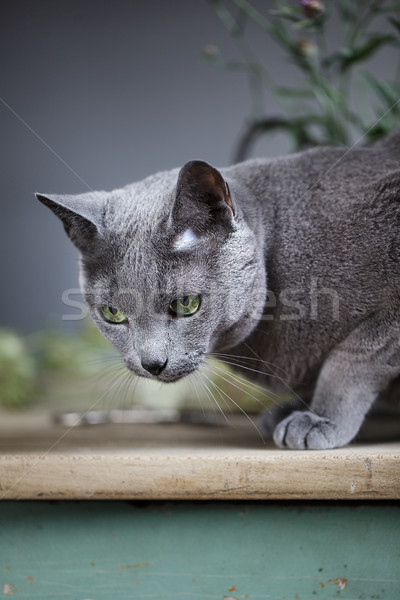 Russo azul retrato belo gato Foto stock © nailiaschwarz