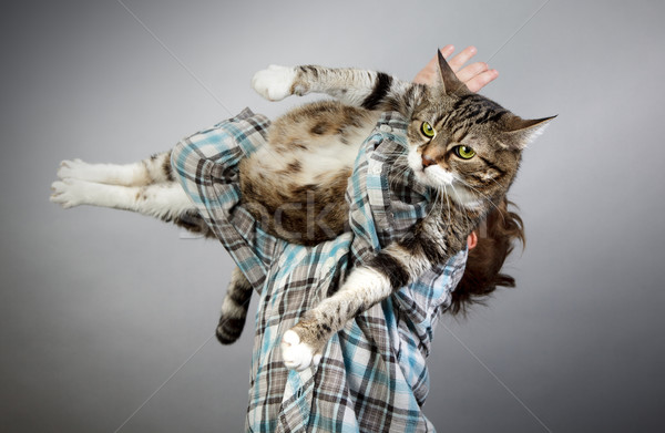 Ragazzo cat cinque anni bambino Foto d'archivio © nailiaschwarz