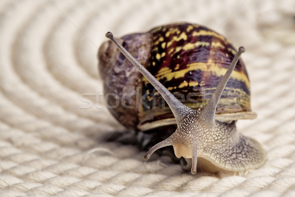 Curioso caracol tabela olhando em torno de Foto stock © nailiaschwarz