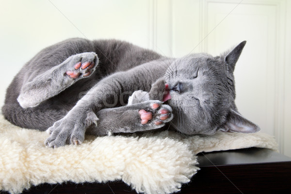 Russian Blue Cat Stock photo © nailiaschwarz