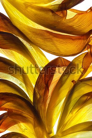 Tulip Leaves Stock photo © nailiaschwarz