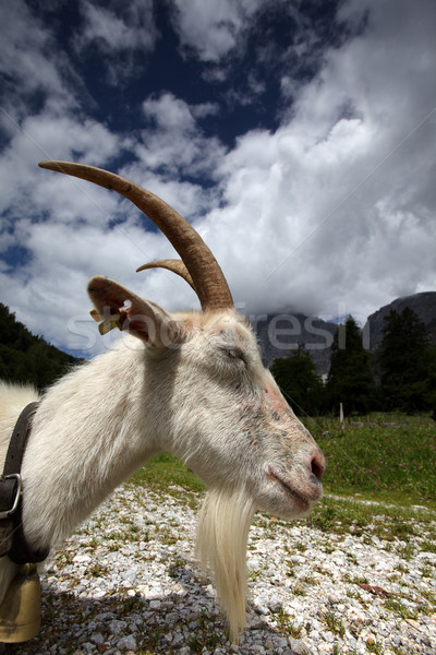 Adulto branco cabra alpino sol montanha Foto stock © nailiaschwarz