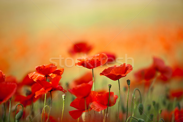 Vermelho milho papoula flores campo céu Foto stock © nailiaschwarz