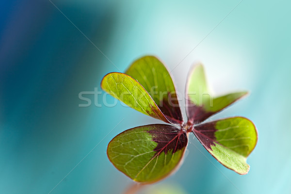 Quatre trèfle fraîches usine herbe [[stock_photo]] © nailiaschwarz