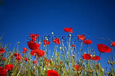 Corn Poppy Flowers Papaver rhoeas Stock photo © nailiaschwarz
