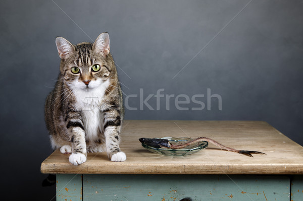 Cat and Herring Stock photo © nailiaschwarz