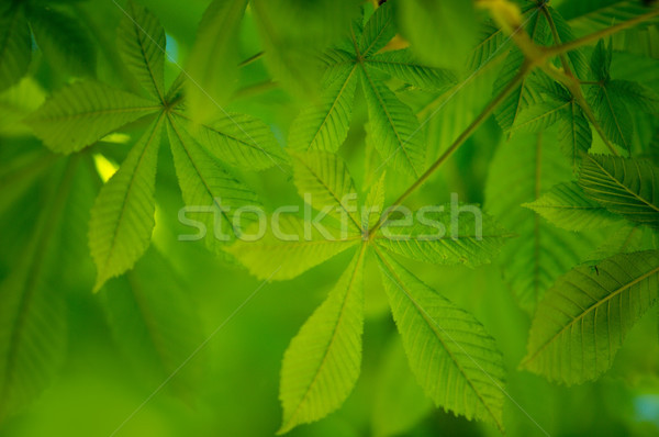 Fresh green Leaves Stock photo © nailiaschwarz