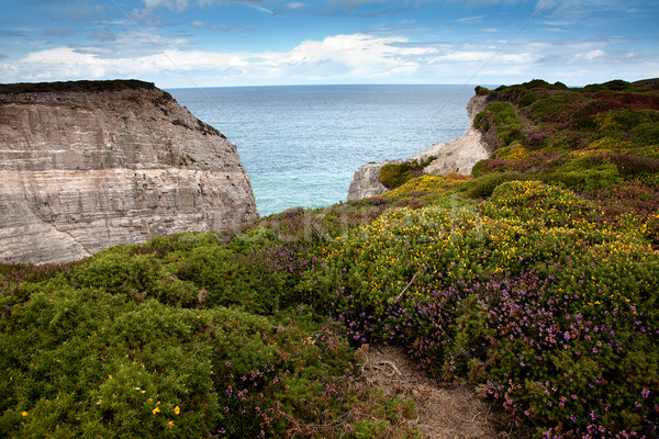 CAP vegetación paisaje verano océano Foto stock © nailiaschwarz