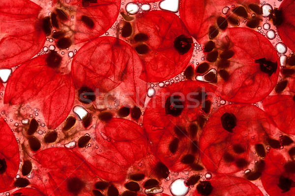 Rouge groseille jus baies air bulles [[stock_photo]] © nailiaschwarz