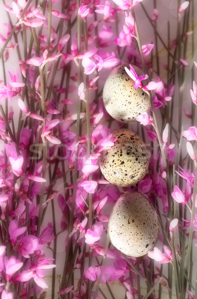 Stock foto: Frühling · Zweig · rosa · Blüten · wenig · Eier