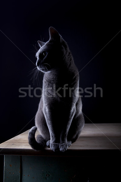Foto stock: Ruso · azul · estudio · retrato · hermosa · gato