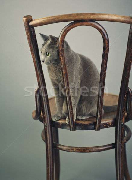 Russian Blue Cat Portrait Stock photo © nailiaschwarz