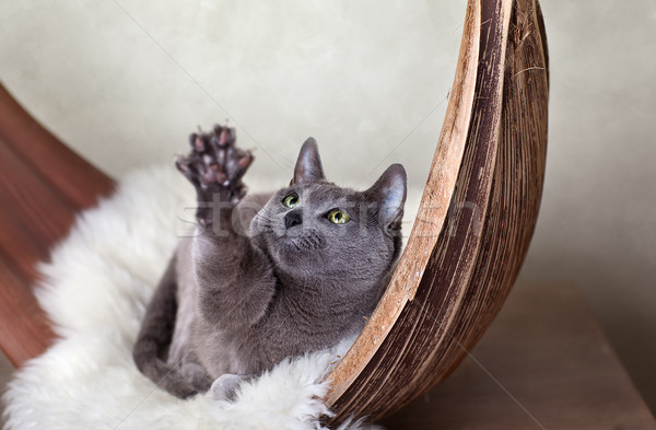 Russian Blue Cat Stock photo © nailiaschwarz