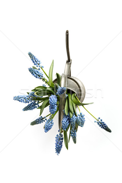 Grape hyacinths in antique watering can Stock photo © nailiaschwarz