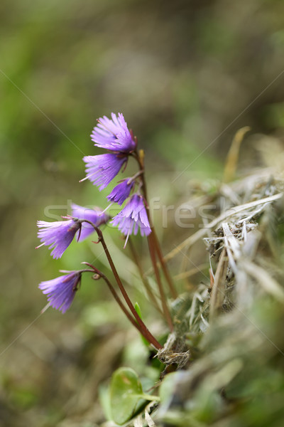 Alpin luncă ierburi flori vară iarbă Imagine de stoc © nailiaschwarz