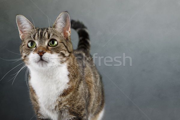 Cat Portrait Stock photo © nailiaschwarz