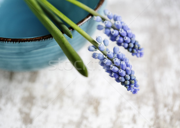 Grape Hyacinth Stock photo © nailiaschwarz