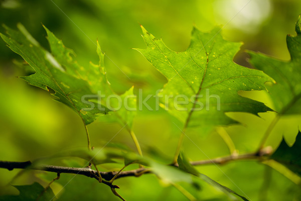 Autumn Leaves Stock photo © nailiaschwarz
