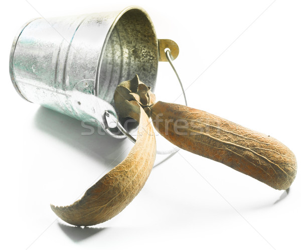 Two-winged fruit of Dipterocarpus on small bucket Stock photo © nalinratphi