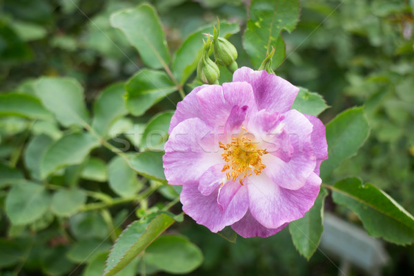 Stock photo: Violet rose bush in the garden