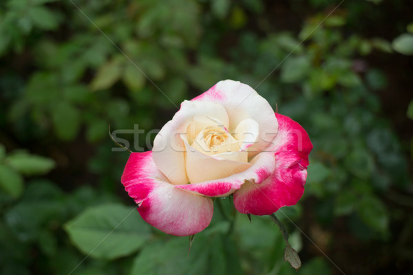 Yellow rose with red tips boldly  in the garden Stock photo © nalinratphi