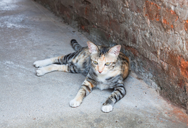 シャム猫 見える 外 目 自然 ストックフォト © nalinratphi