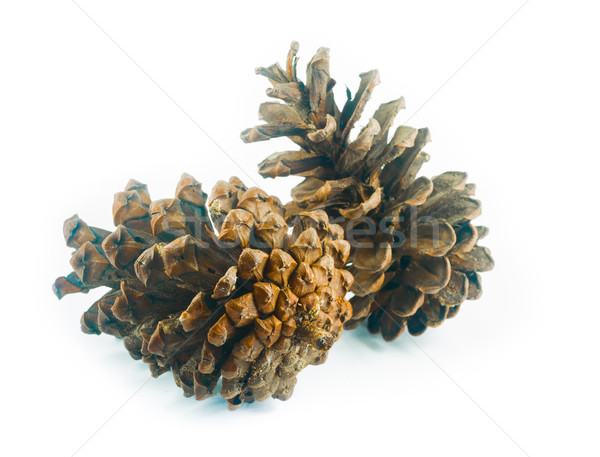 Pine cones on white background Stock photo © nalinratphi