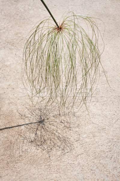 Papyrus green plant with reflect shadow on the floor Stock photo © nalinratphi