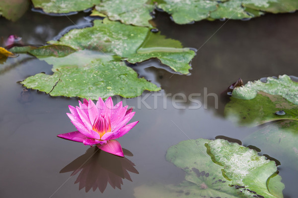 Roz lotus flori roua picături lac Imagine de stoc © nalinratphi