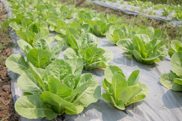 Organic vegetable growing in farm Stock photo © nalinratphi