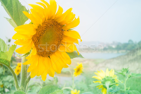 美麗 向日葵 植物 公眾 花園 股票 商業照片 © nalinratphi