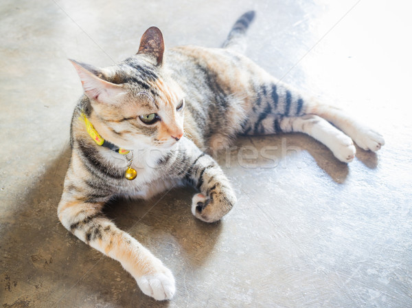 Gato siamês lazer casa estoque foto Foto stock © nalinratphi
