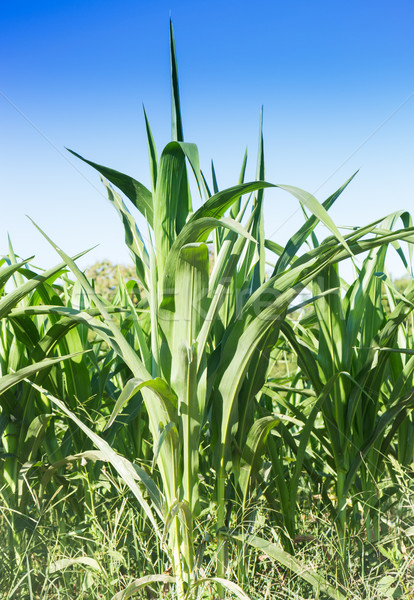 Corn field with blue sky  Stock photo © nalinratphi