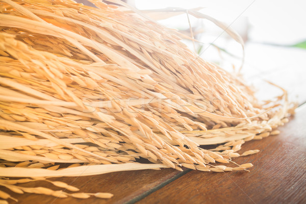 Paddy jasmine rice on wooden table Stock photo © nalinratphi